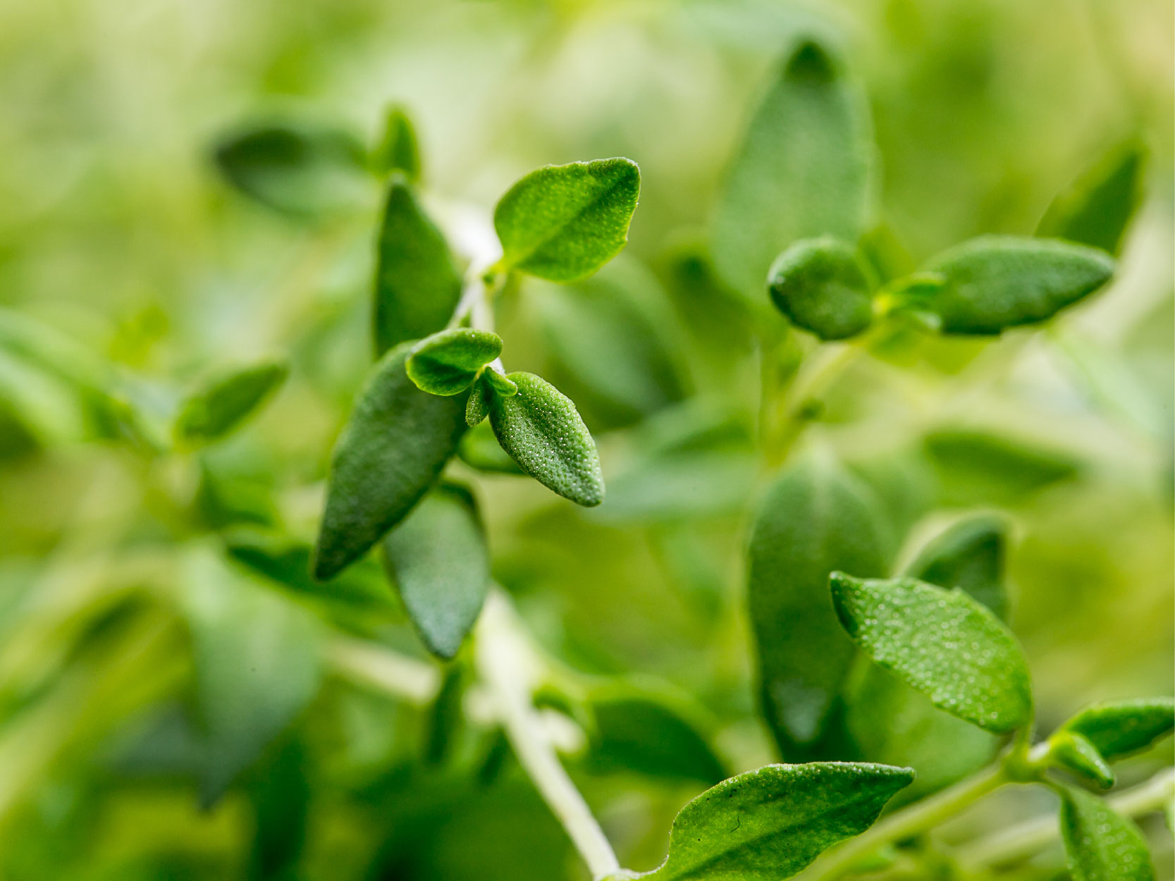 TerraShield Oil | doTERRA Essential Oils